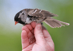 Harris's Sparrow 3 - Zonotrichia querula