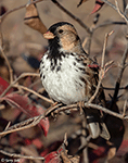 Harris's Sparrow 31 - Zonotrichia querula