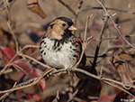Harris's Sparrow 33 - Zonotrichia querula