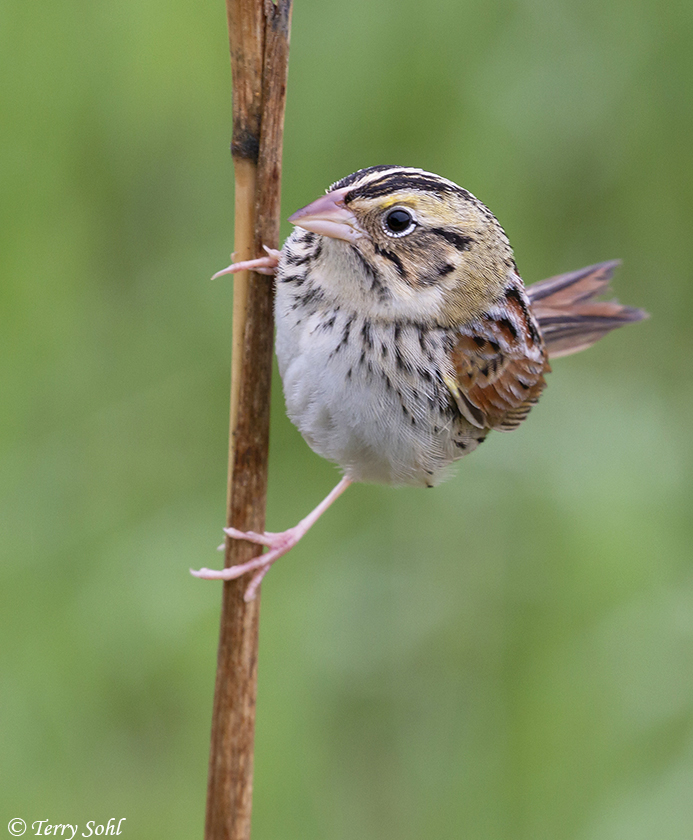 Henslow's Sparrow - Centronyx henslowii