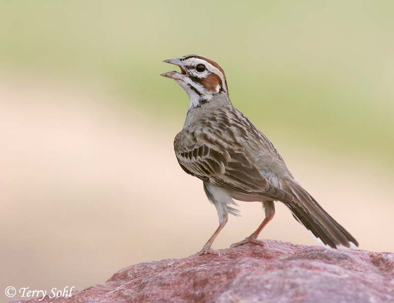 Lark Sparrow - Chondestes grammacus