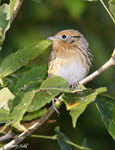 LeConte's Sparrow 10 - Ammodramus leconteii