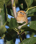 LeConte's Sparrow 11 - Ammodramus leconteii