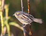 LeConte's Sparrow 16 - Ammodramus leconteii