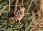 LeConte's Sparrow 22 - Ammodramus leconteii