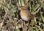 LeConte's Sparrow 24 - Ammodramus leconteii