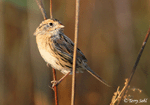 LeConte's Sparrow 2 - Ammodramus leconteii