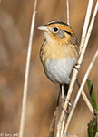 LeConte's Sparrow 30 - Ammodramus leconteii
