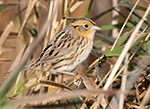 LeConte's Sparrow 32 - Ammodramus leconteii