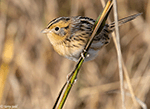 LeConte's Sparrow 33 - Ammodramus leconteii