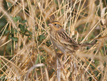 LeConte's Sparrow 5 - Ammodramus leconteii