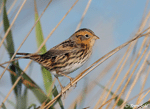 LeConte's Sparrow 9 - Ammodramus leconteii