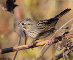 Lincoln's Sparrow 18- Melospiza lincolnii