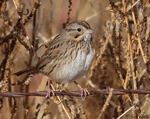Lincoln's Sparrow 19 - Melospiza lincolnii