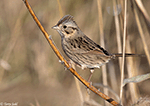 Lincoln's Sparrow 21 - Melospiza lincolnii