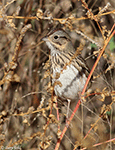 Lincoln's Sparrow 24 - Melospiza lincolnii