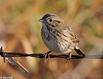 Lincoln's Sparrow 26 - Melospiza lincolnii