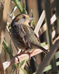 Nelson's Sparrow 1 - Ammodramus nelsoni