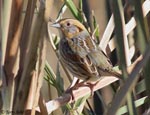 Nelson's Sparrow 3 - Ammodramus nelsoni