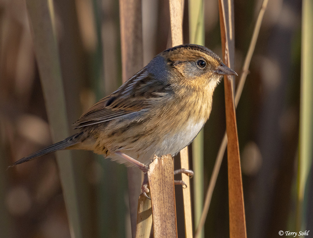 Nelson's Sparrow - Ammodramus nelsoni