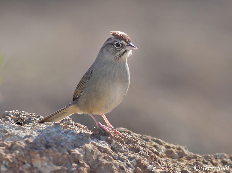 Rufous-crowned Sparrow - Aimophila ruficeps