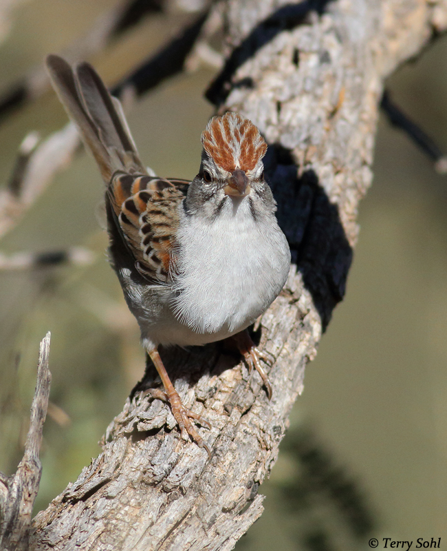 Rufous-winged Sparrow - Aimophila carpalis