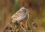 Savannah Sparrow 10 - Passerculus sandwichensis