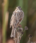 Savannah Sparrow 11 - Passerculus sandwichensis