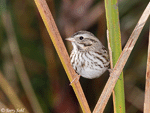 Savannah Sparrow 13 - Passerculus sandwichensis