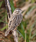 Savannah Sparrow15  - Passerculus sandwichensis