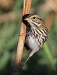 Savannah Sparrow 19 - Passerculus sandwichensis