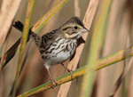 Savannah Sparrow 20 - Passerculus sandwichensis