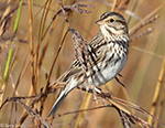 Savannah Sparrow 22 - Passerculus sandwichensis