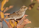 Savannah Sparrow 24 - Passerculus sandwichensis