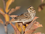 Savannah Sparrow 27 - Passerculus sandwichensis