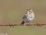 Savannah Sparrow 2 - Passerculus sandwichensis