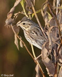 Savannah Sparrow 6 - Passerculus sandwichensis