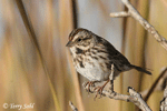 Song Sparrow 2 - Melospiza melodia