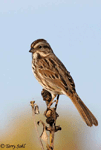 Song Sparrow 3 - Melospiza melodia