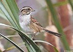 Swamp Sparrow 10 - Melospiza georgiana