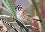 Swamp Sparrow 11 - Melospiza georgiana