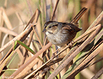 Swamp Sparrow 17 - Melospiza georgiana