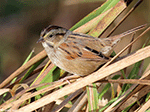 Swamp Sparrow 18 - Melospiza georgiana