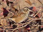 Swamp Sparrow 20 - Melospiza georgiana