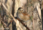 Swamp Sparrow 3 - Melospiza georgiana