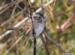 Swamp Sparrow 4 - Melospiza georgiana