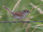 Swamp Sparrow 5 - Melospiza georgiana