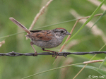 Swamp Sparrow 6 - Melospiza georgiana