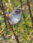 Swamp Sparrow 7 - Melospiza georgiana