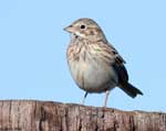 Vesper Sparrow 10 - Pooecetes gramineus
